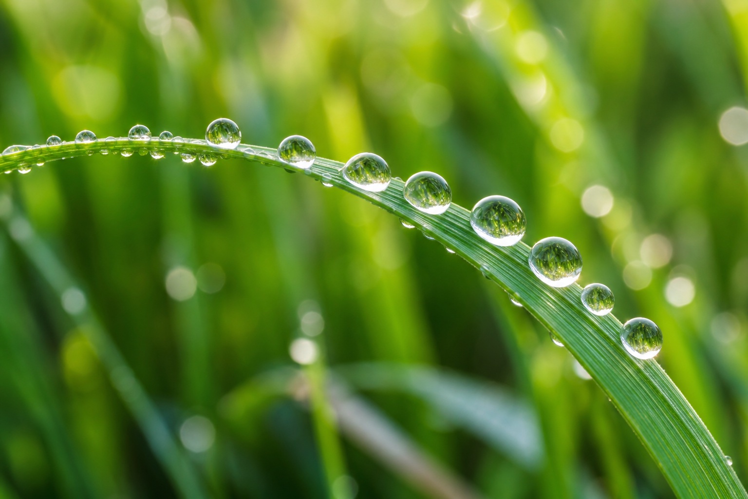 Preview for Dewy Grass Blade Macro Background