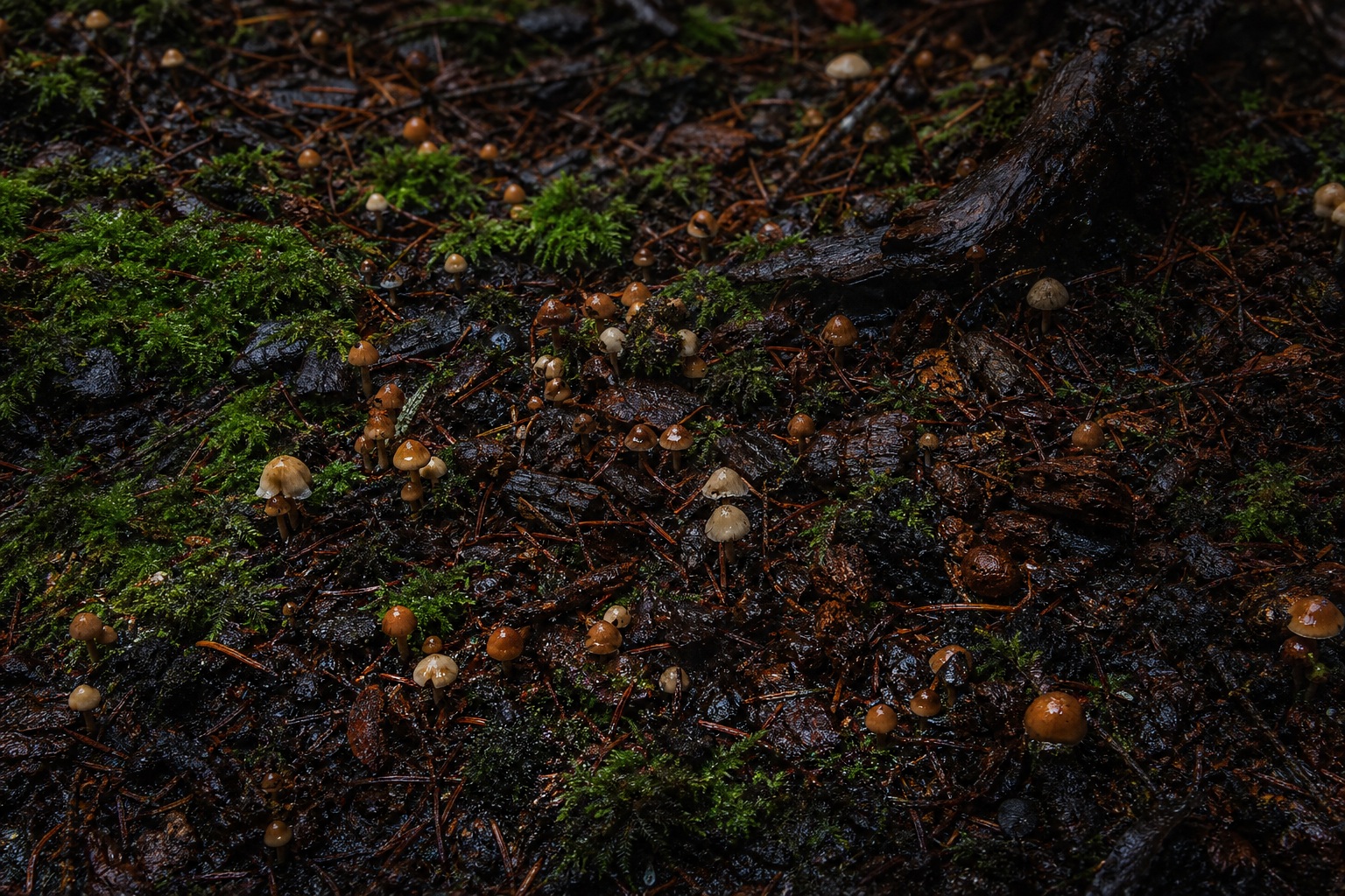 Preview for Mushroom Forest Floor Background