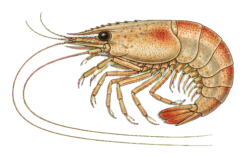 Preview for Vintage Shrimp Sticker Graphic