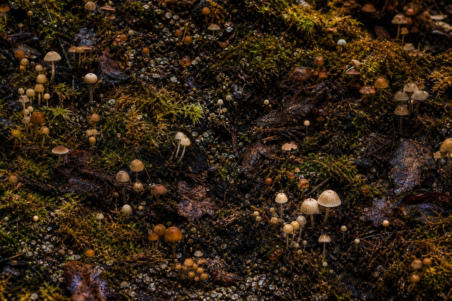 Preview for Mushroom Forest Floor Stock Background