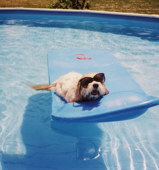 Preview for Dog-relaxing-pool-float-summer-meme-background-43998