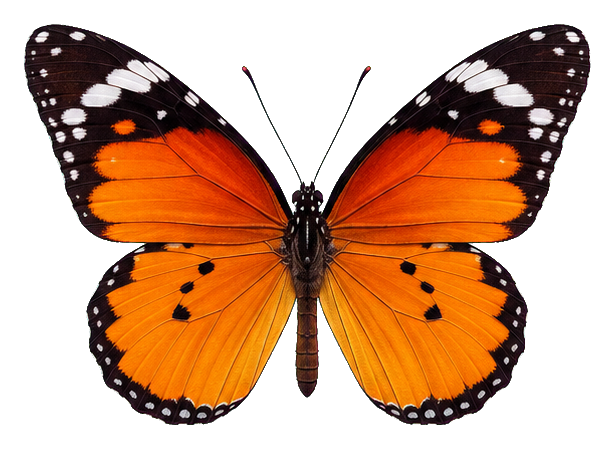 Preview for Claude Monet Orchard Butterfly Sticker