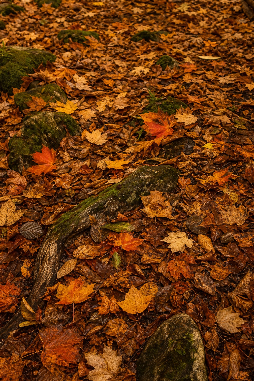 Preview for Autumn Leaves Background Stock Image