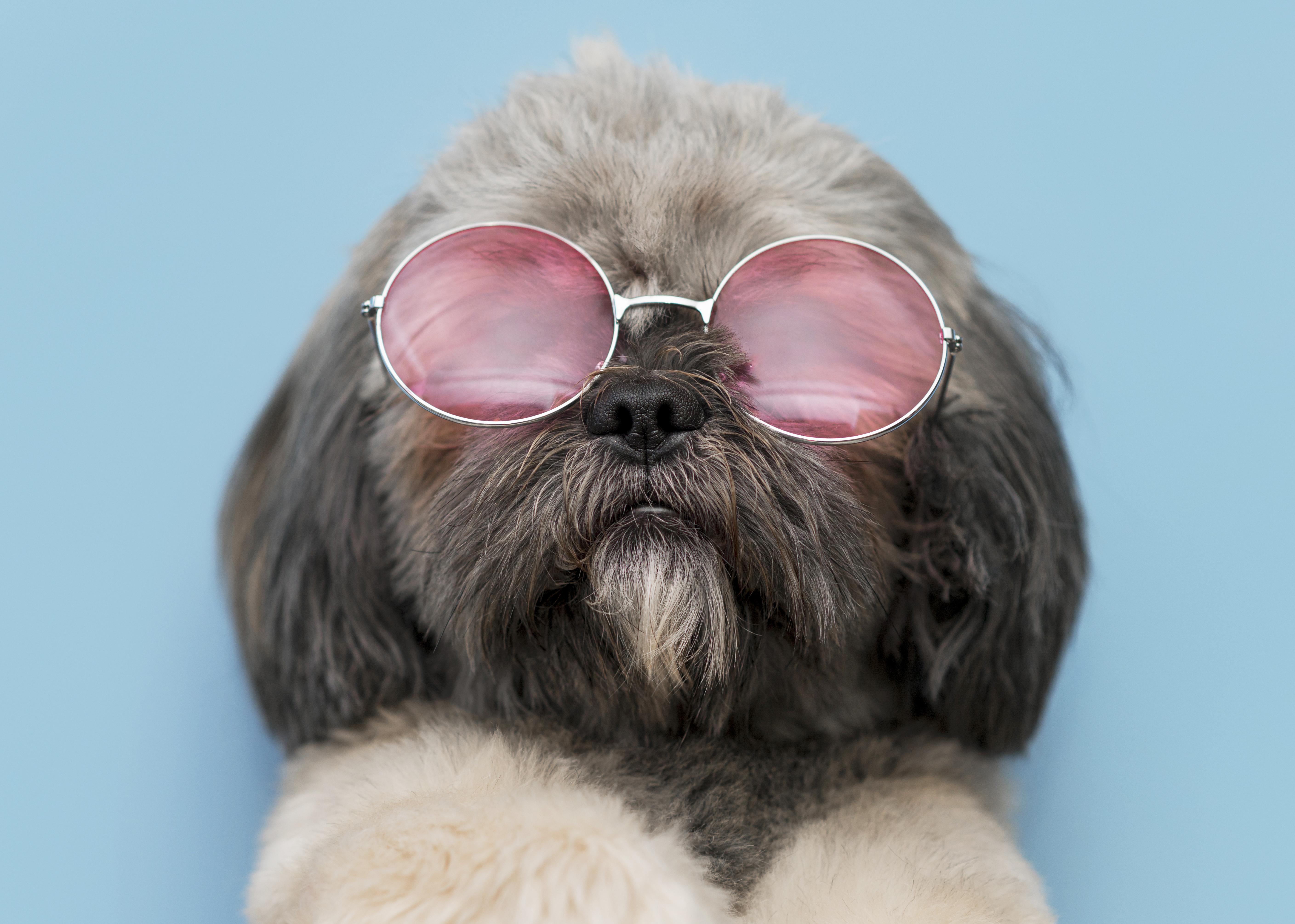 Preview for Stylish-dog-sunglasses-dog-meme-background-81b2e