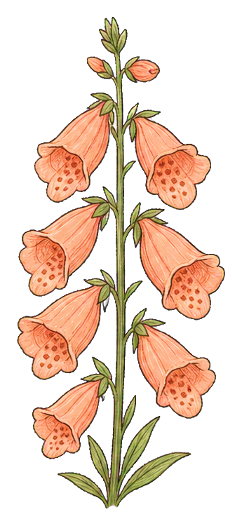 Peach foxglove stalk with hanging bell-shaped blossoms and green leaves.