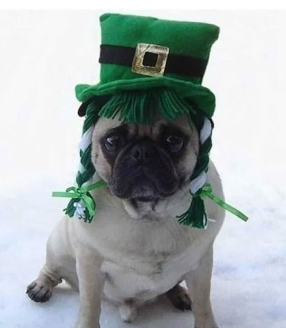Preview for Pug-leprechaun-hat-snow-st-patricks-background-9c526