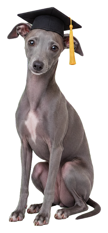 Italian greyhound sitting and wearing a black graduation cap with a gold tassel.