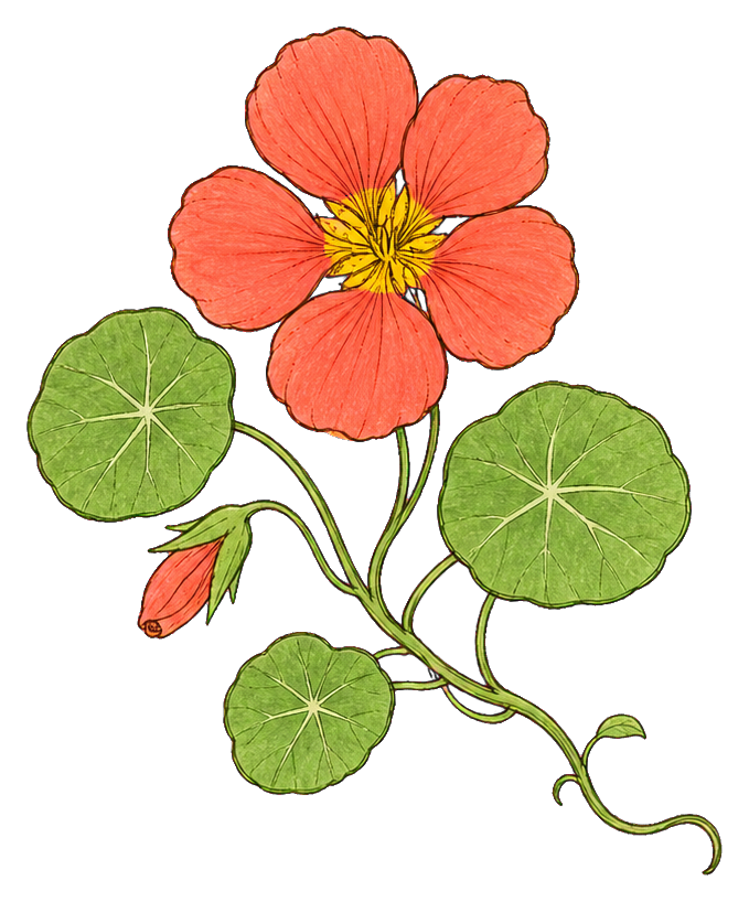 Preview for Coral Nasturtium Flower Sticker