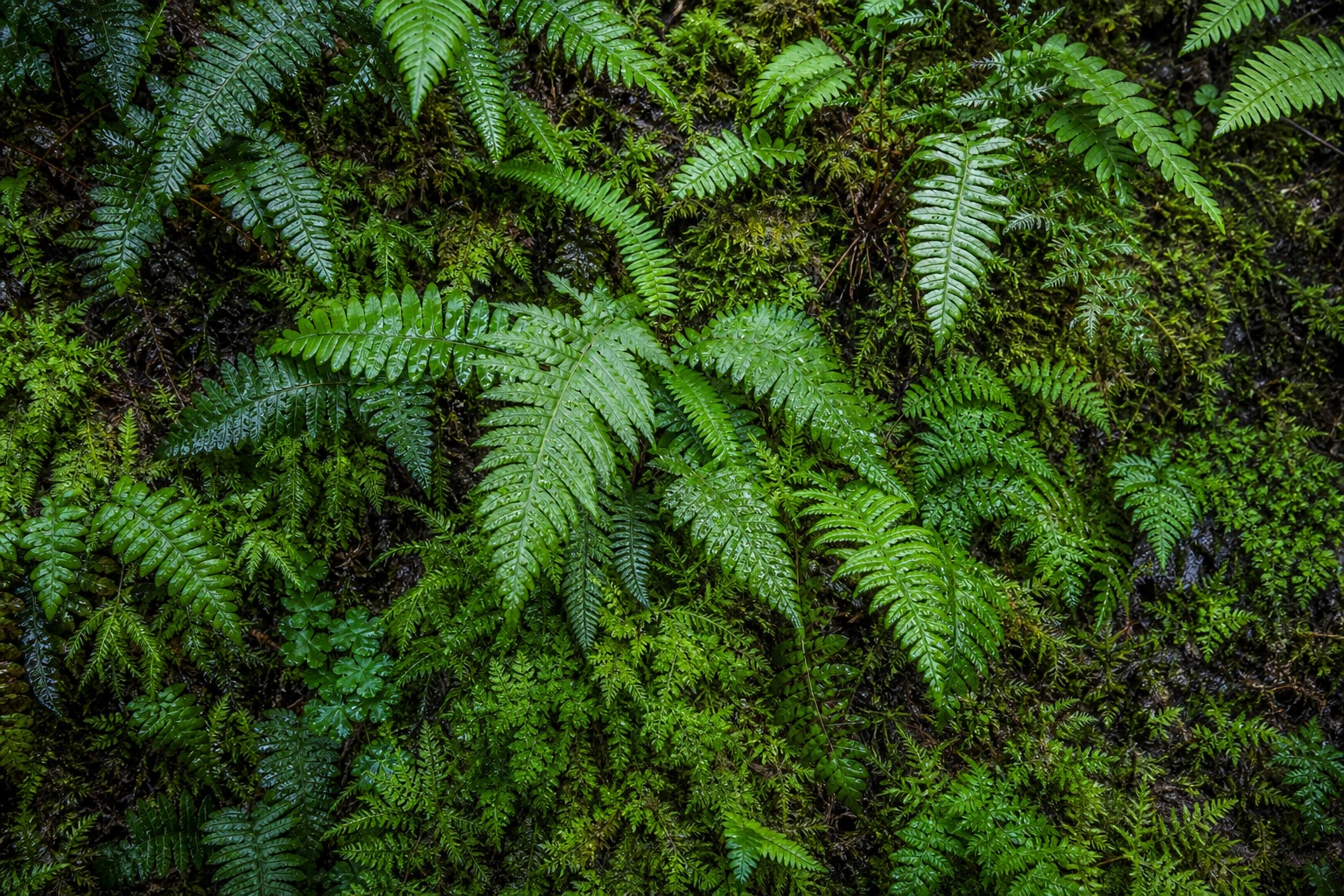 Preview for Cool Mist Fern Background