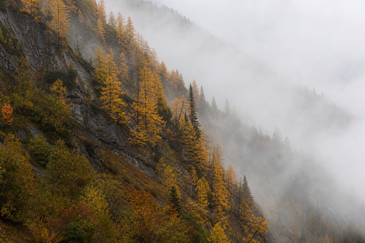 Fog rolling over a golden larch-covered mountain ridge with distant snowy peaks