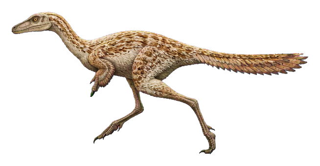 Realistic Mononykus dinosaur running forward with a long tail and single claw.