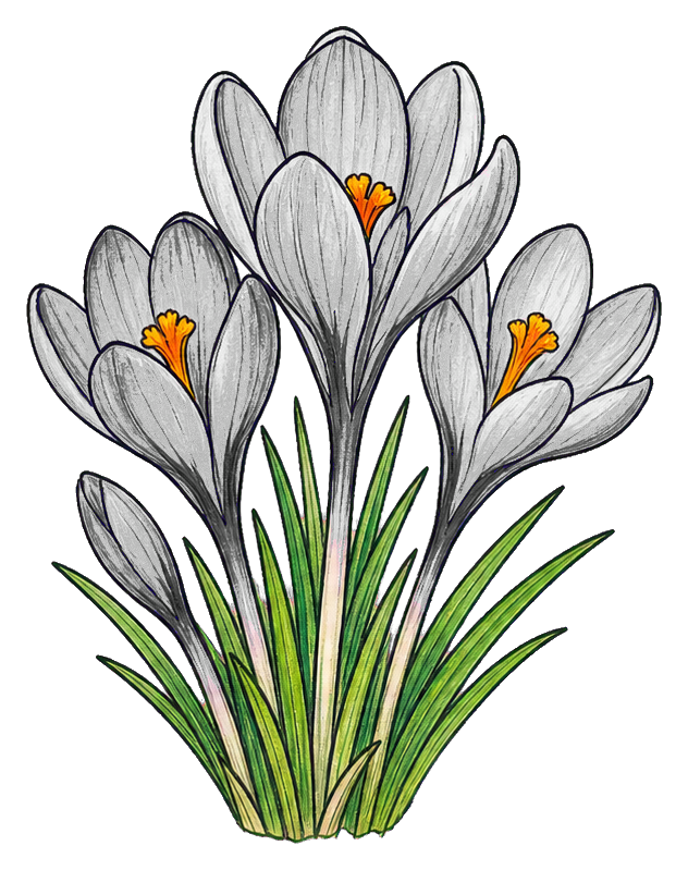 Preview for Violet Crocus Cluster Sticker