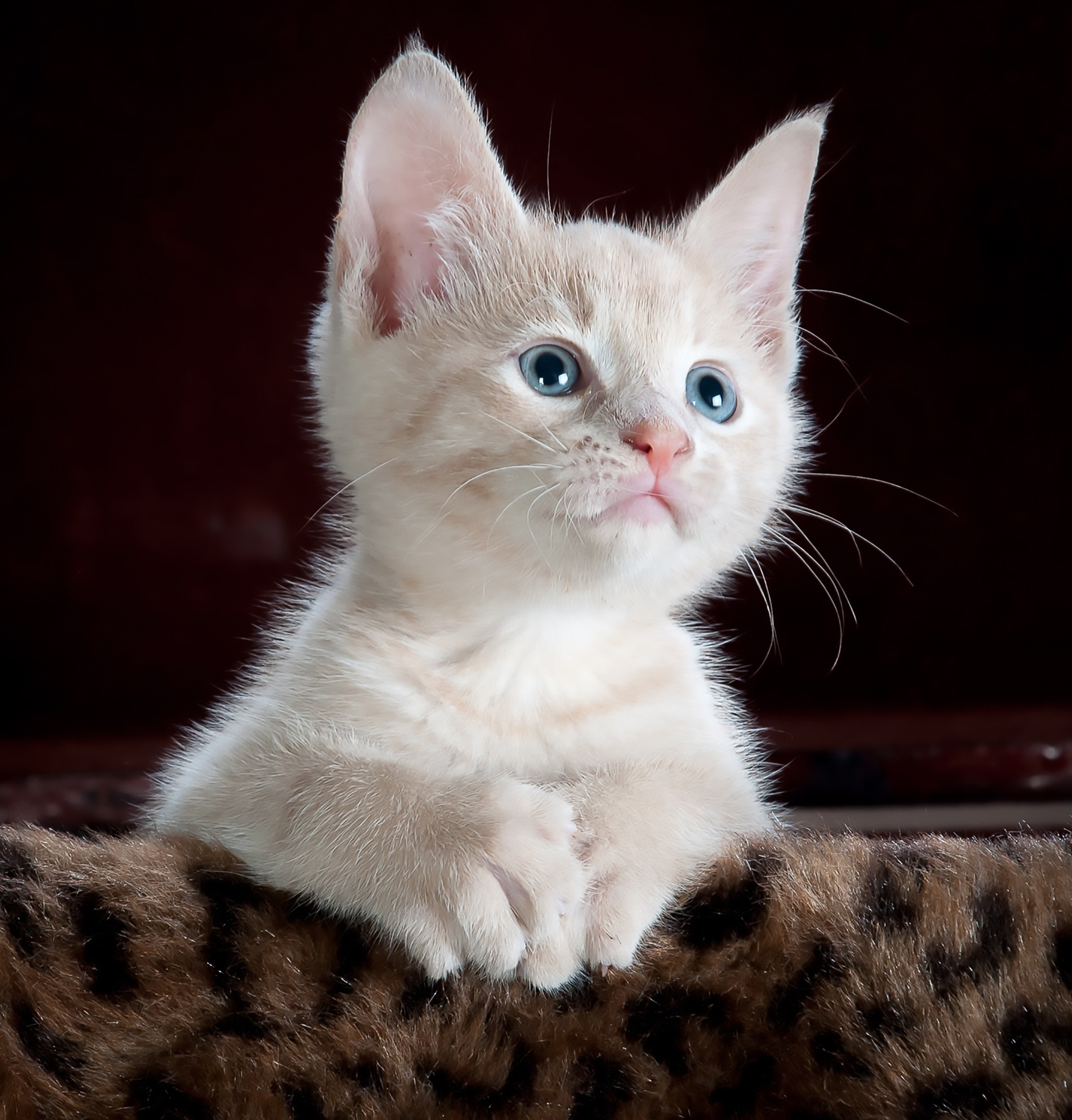 Preview for Adorable-white-kitten-blue-eyes-animal-background-e4da8
