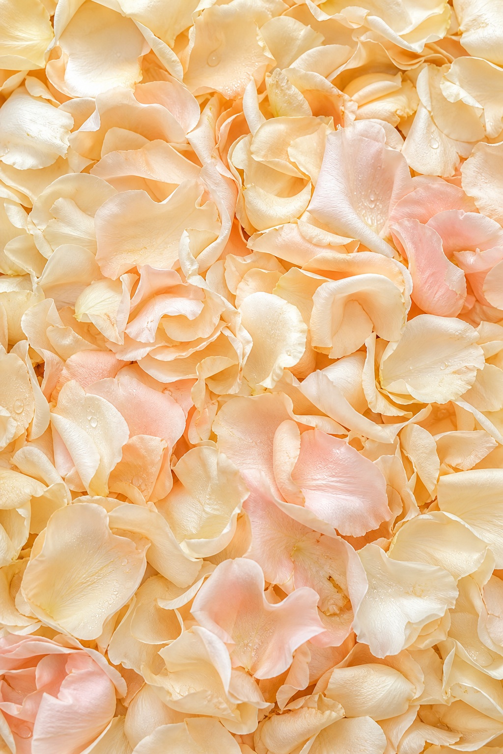 Close-up background of layered ivory and champagne rose petals
