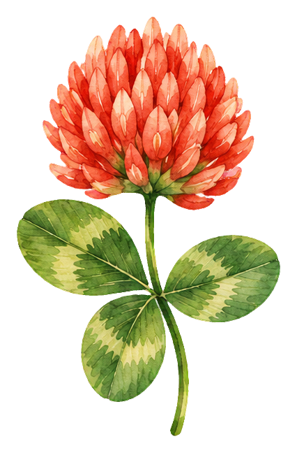 Preview for Watercolor Wildflowers Red Clover