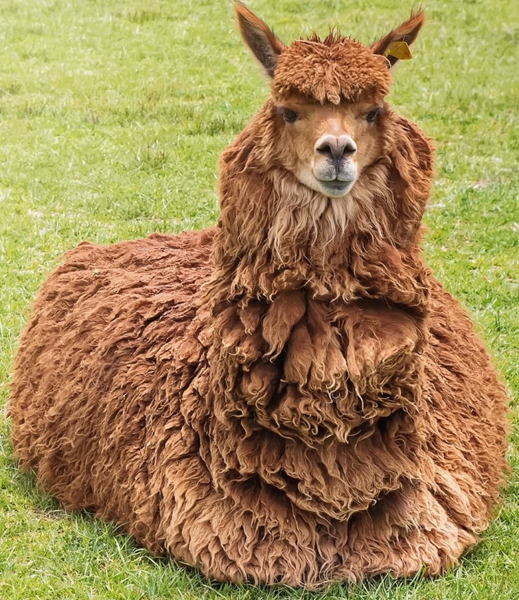 Preview for Brown-alpaca-grass-animal-meme-background-a1d27
