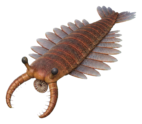 Realistic Anomalocaris with segmented body, fin-like flaps, and curved grasping front appendages
