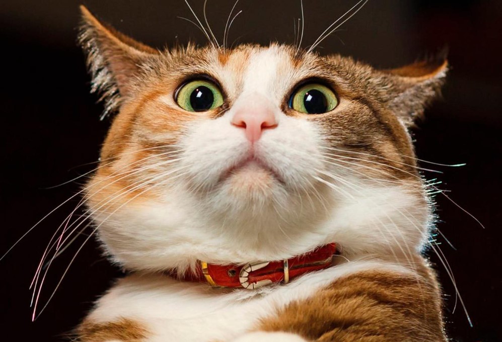 Preview for Curious-cat-portrait-cat-meme-background-27a4d