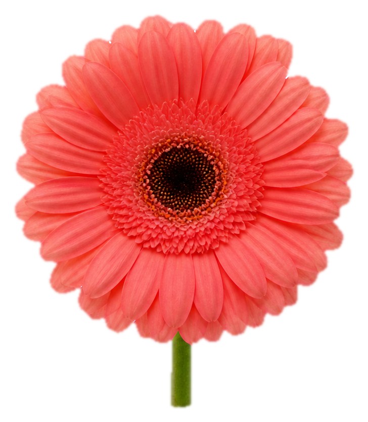 Preview for Coral Gerbera Daisy Sticker