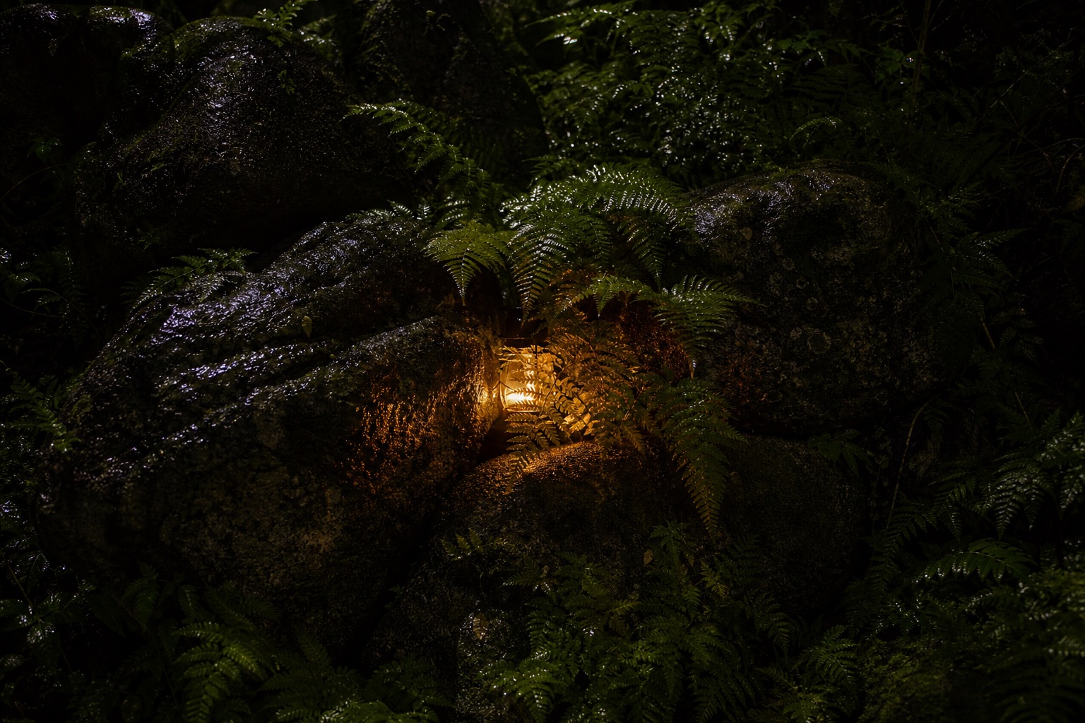 Preview for Isolated Night Light Fern Boulders Background
