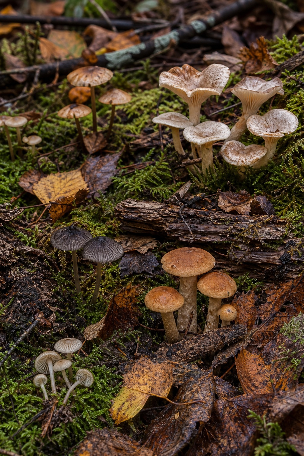 Clusters of small mushrooms growing on a mossy forest floor with leaves and fallen branches