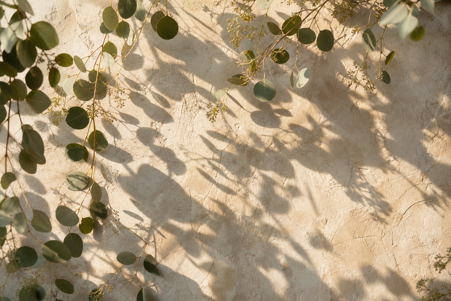Eucalyptus leaf shadows falling across a beige plaster wall in soft natural light
