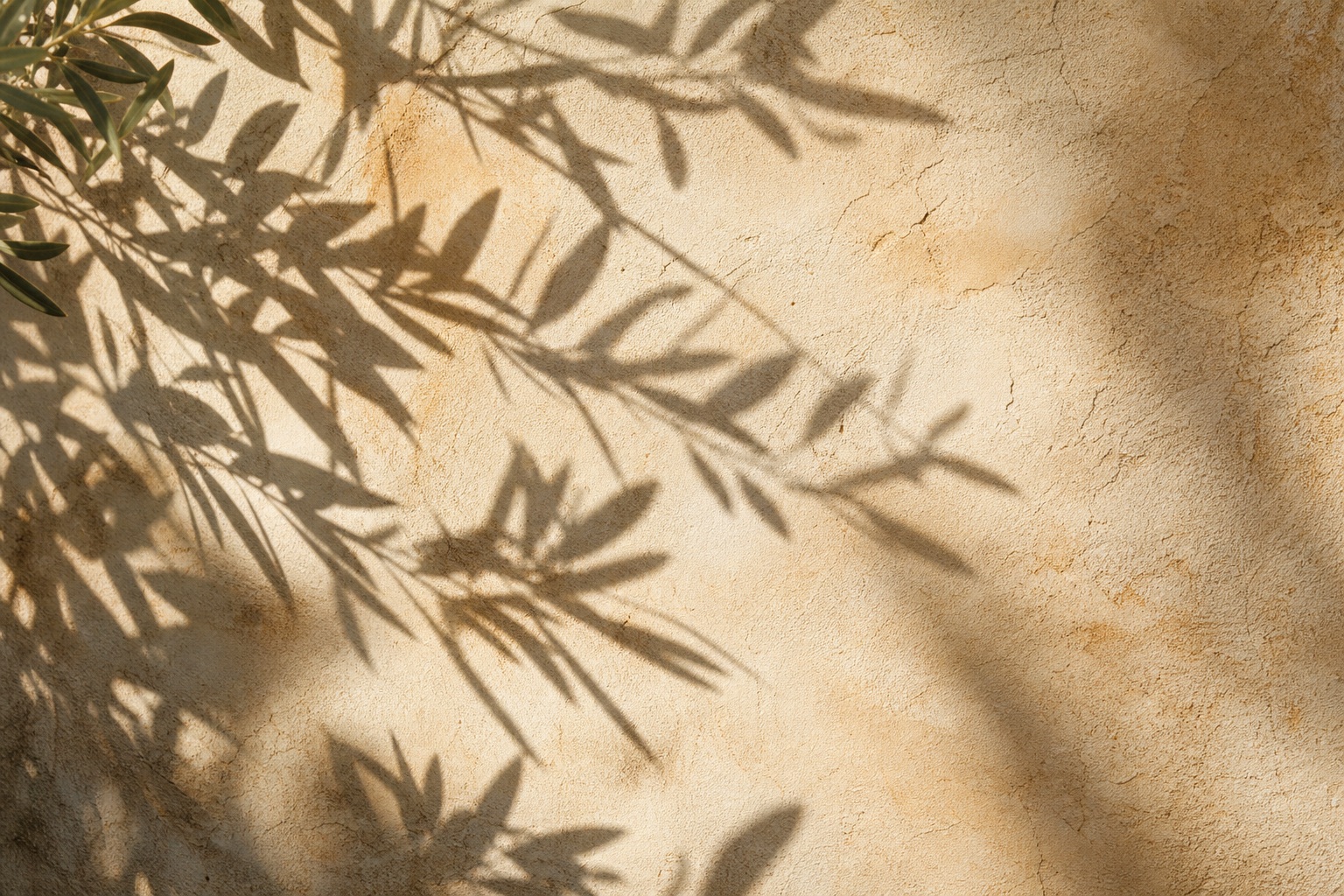 Soft olive branch shadows cast across a warm plaster wall.