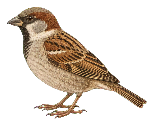 Preview for Vintage Bird Specimen Sticker