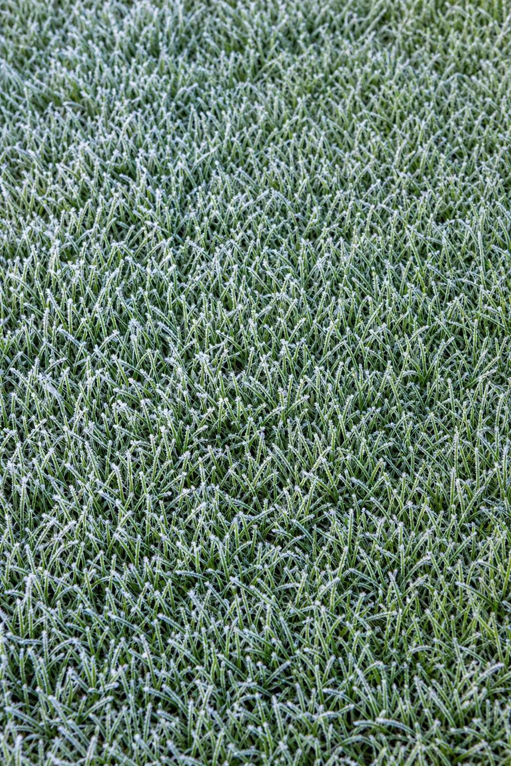 Close-up of frosty green grass forming a dense vertical turf texture.