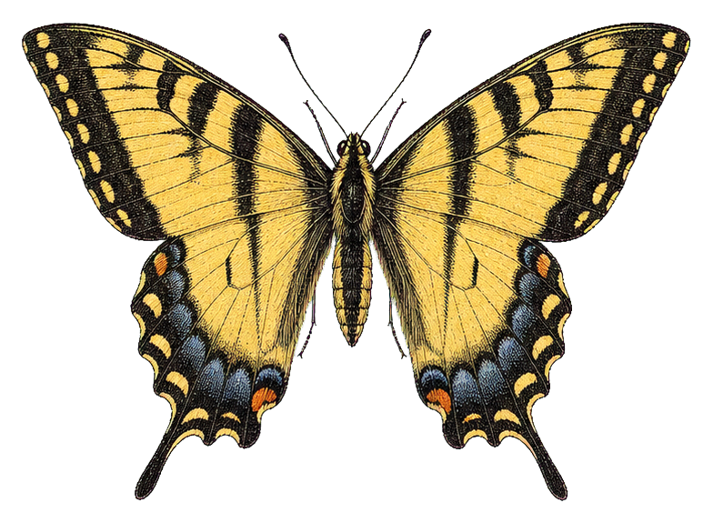 Preview for Tiger Swallowtail Male Vintage Sticker