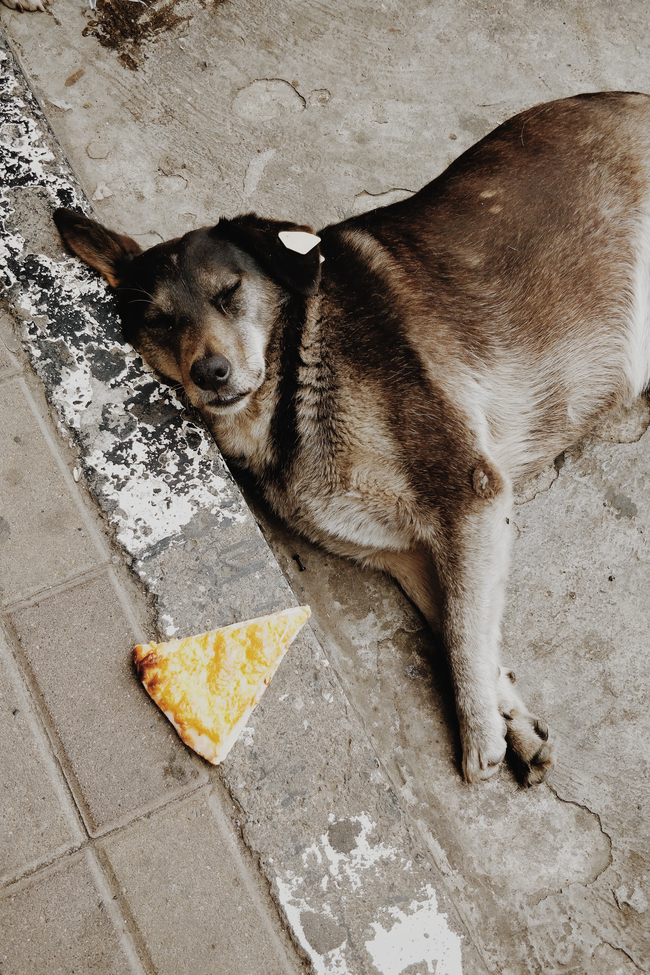 Preview for Street-dog-pizza-crust-animal-background-928b7