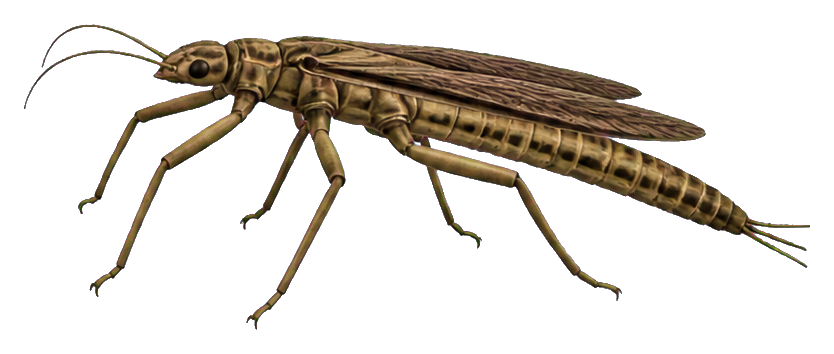 Illustrated prehistoric stick insect shown in profile on a transparent background