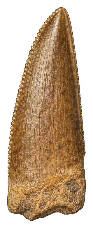 Preview for Iguanodon Tooth Sticker