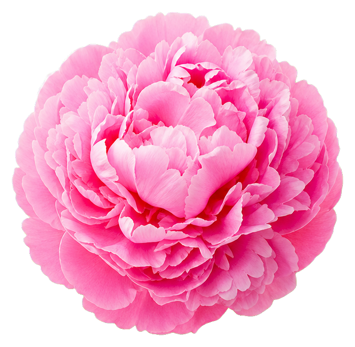Preview for Pink Flower Sticker For Photo Designs