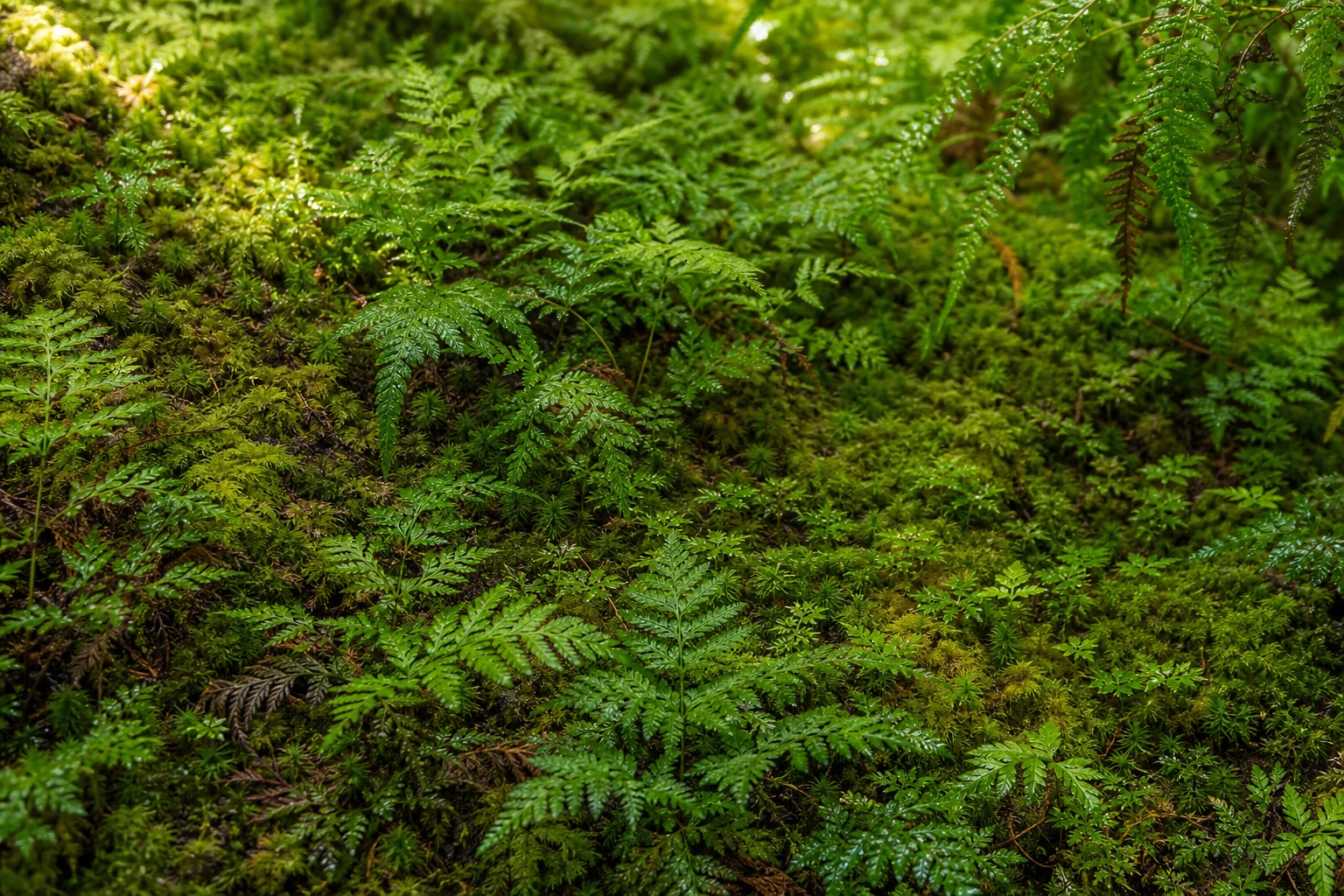 Preview for Filtered Morning Moss Fern Background
