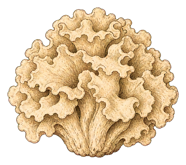 Preview for Cauliflower Fungus Sticker