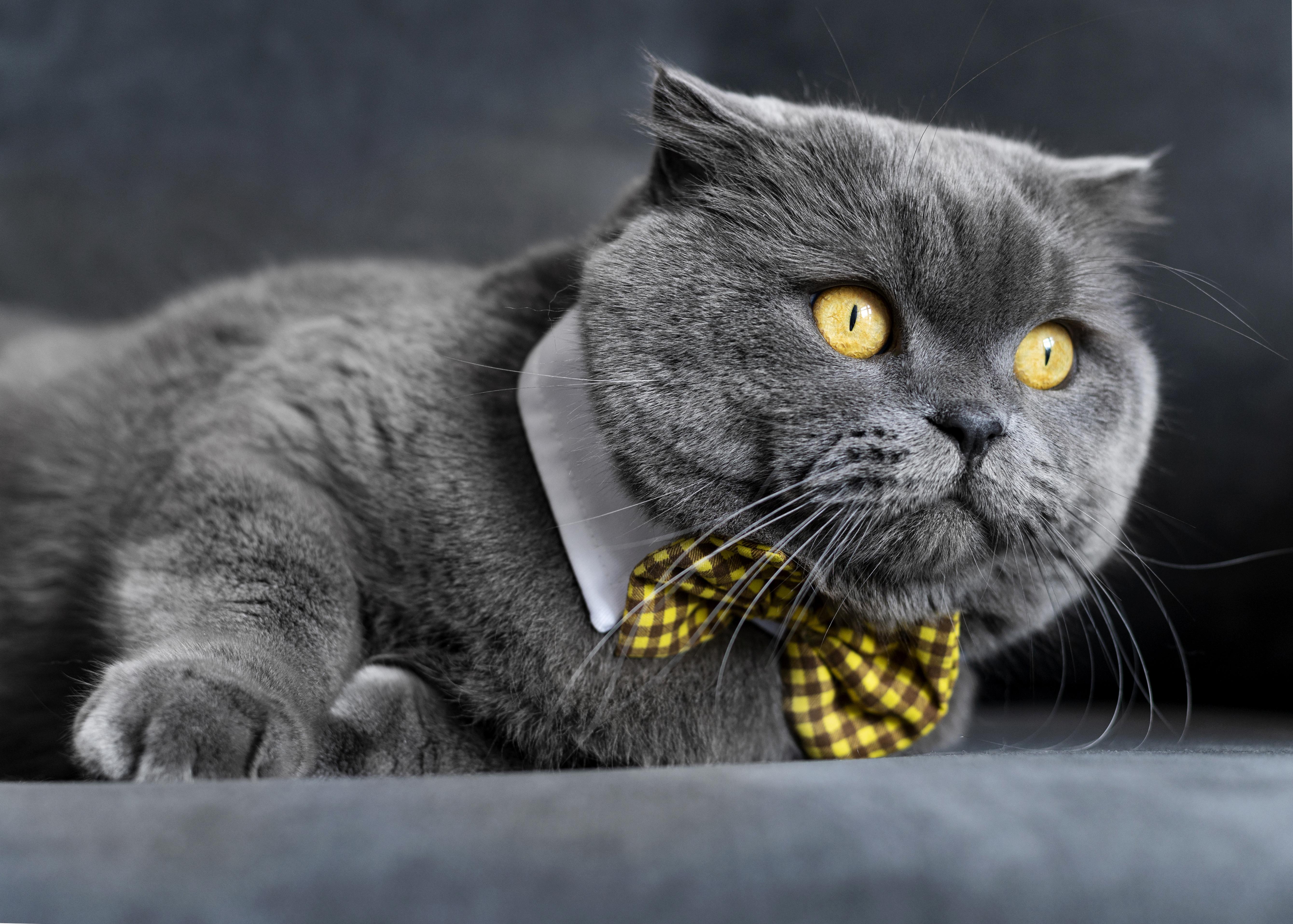 Preview for Grey-british-shorthair-cat-yellow-tie-cat-meme-background-5c71d