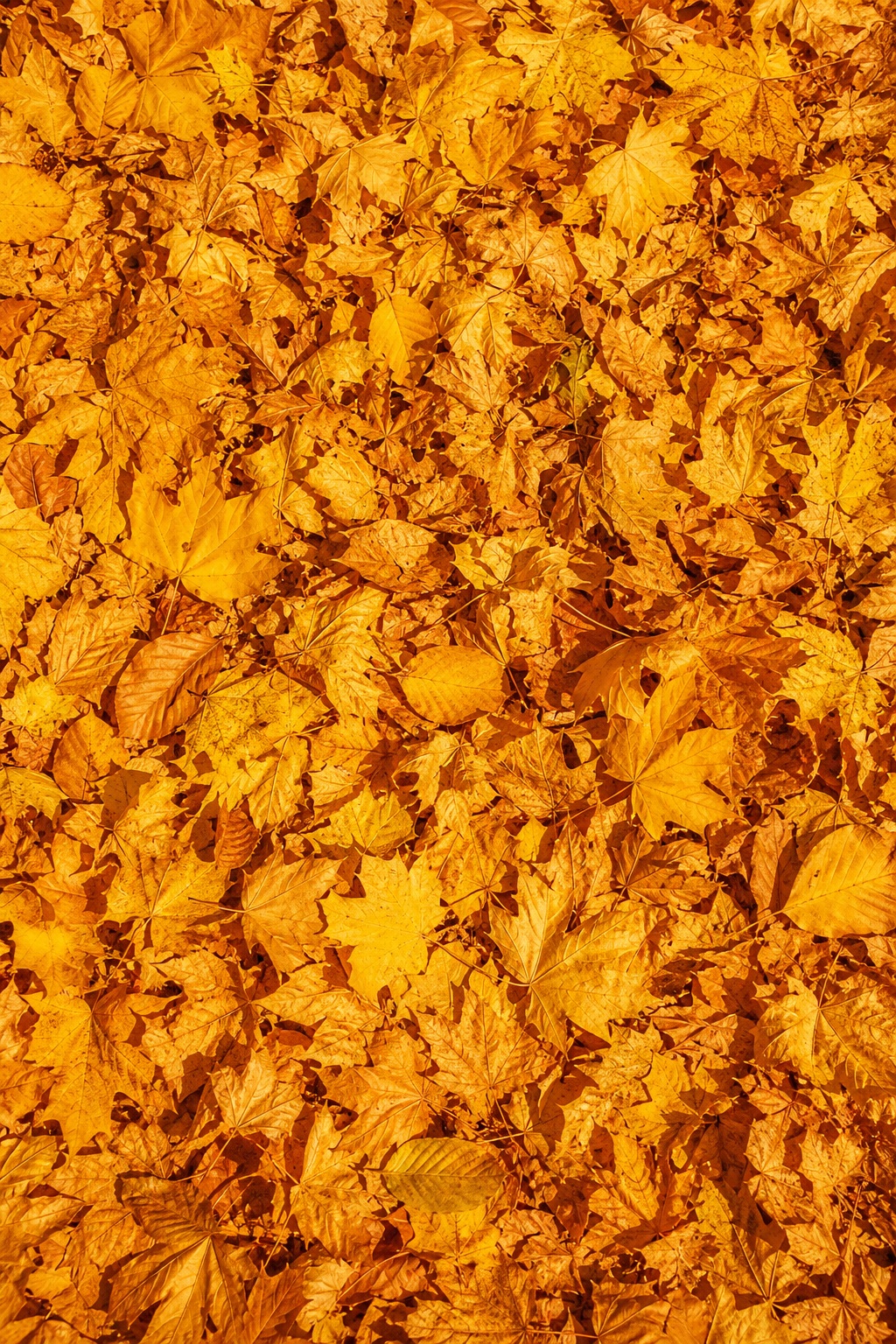 Preview for Vertical Golden Leaves Stock Background