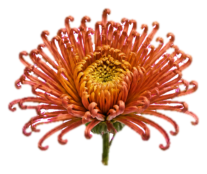 Preview for Bronze Spider Chrysanthemum Sticker
