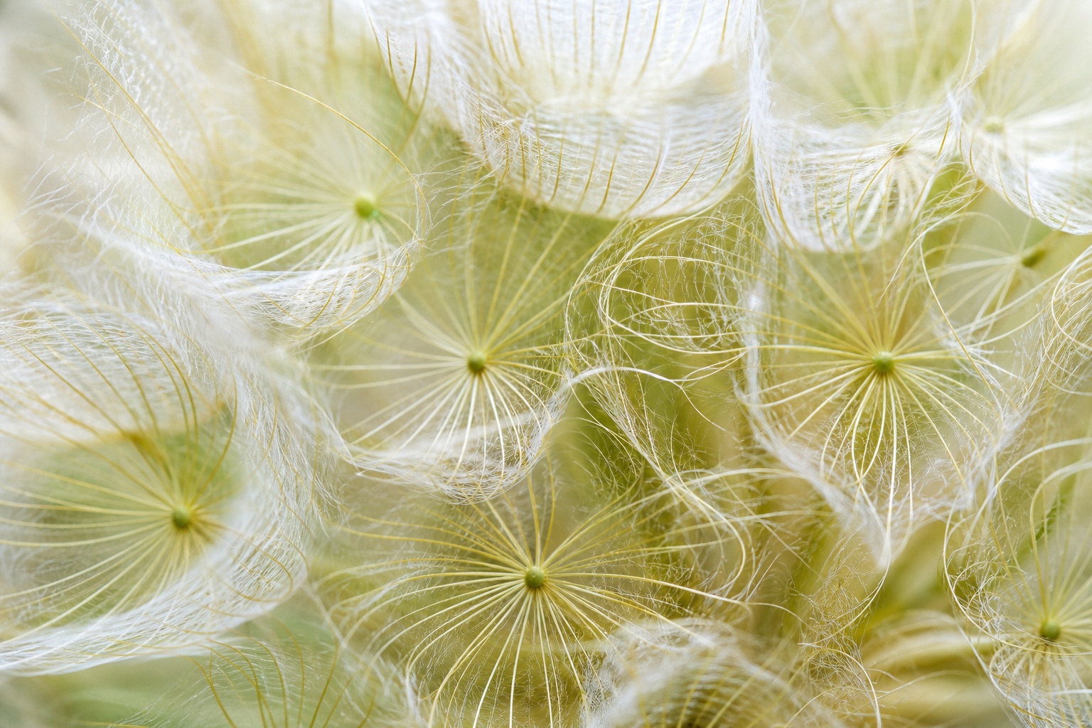 Preview for High-key Seed Structure Macro Background