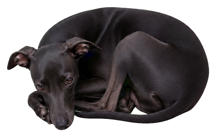 Realistic black Italian greyhound curled up in a resting pose