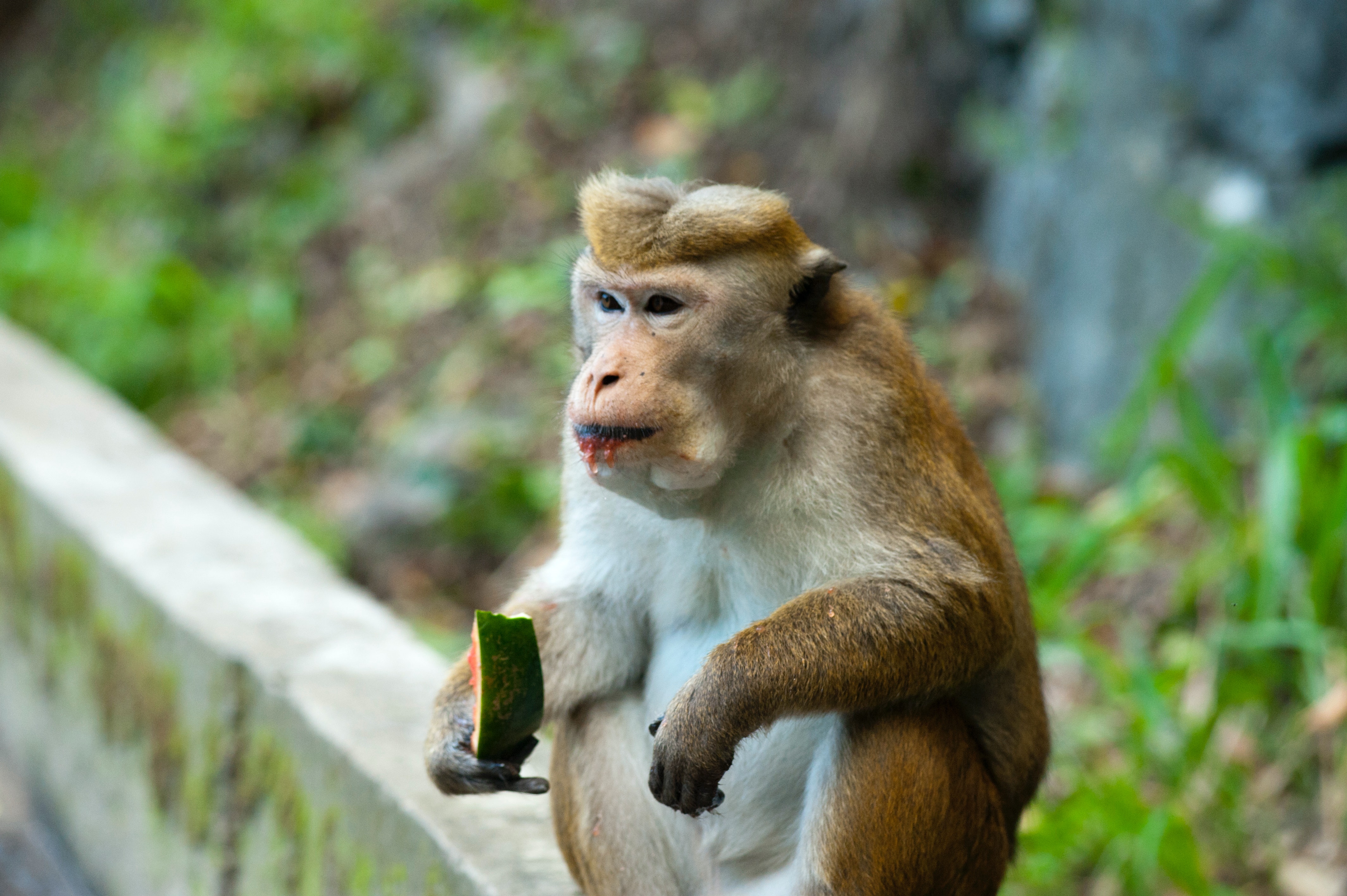 Preview for Monkey-with-smartphone-animal-meme-background-a204e