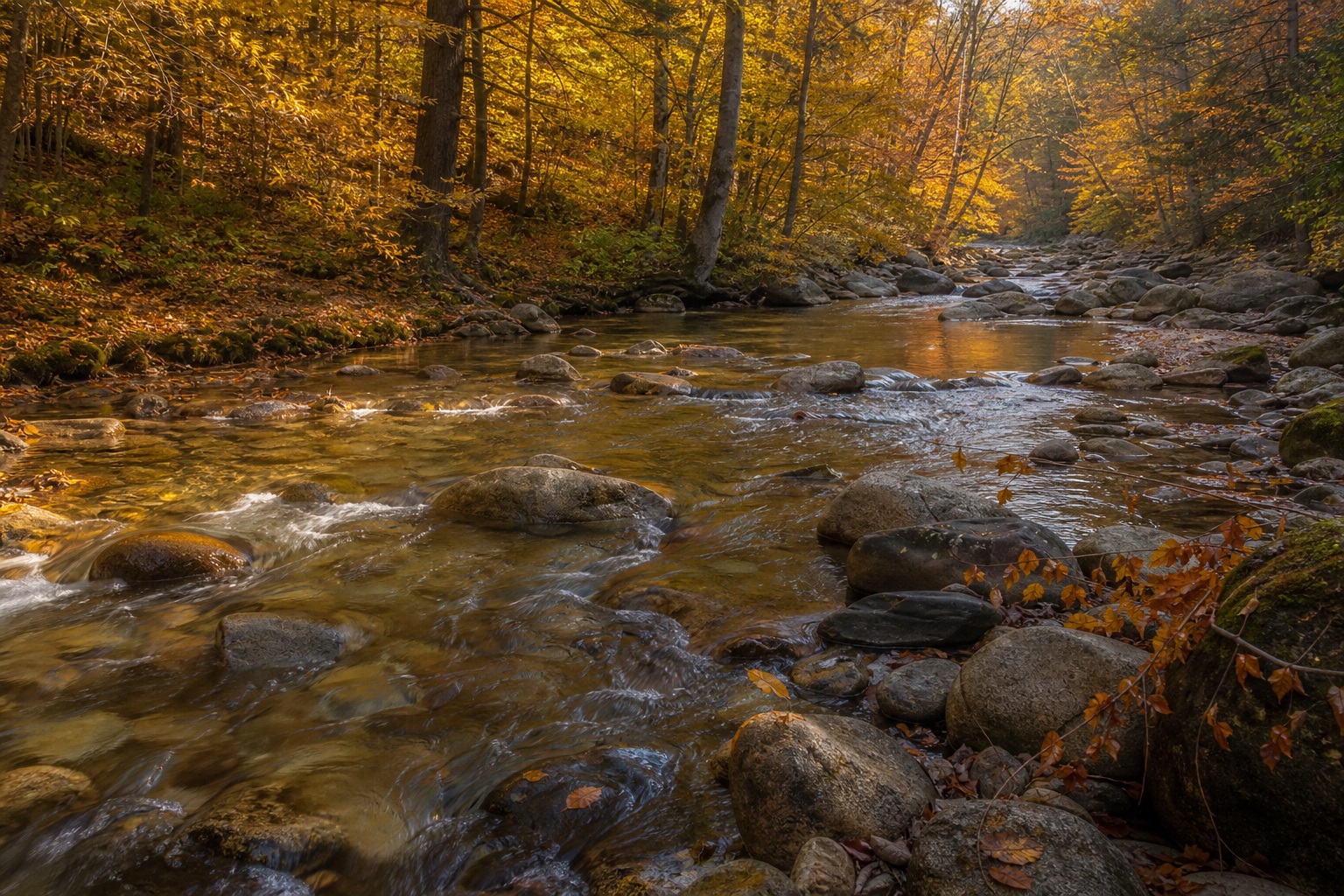 Preview for Autumn Forest Creek Background