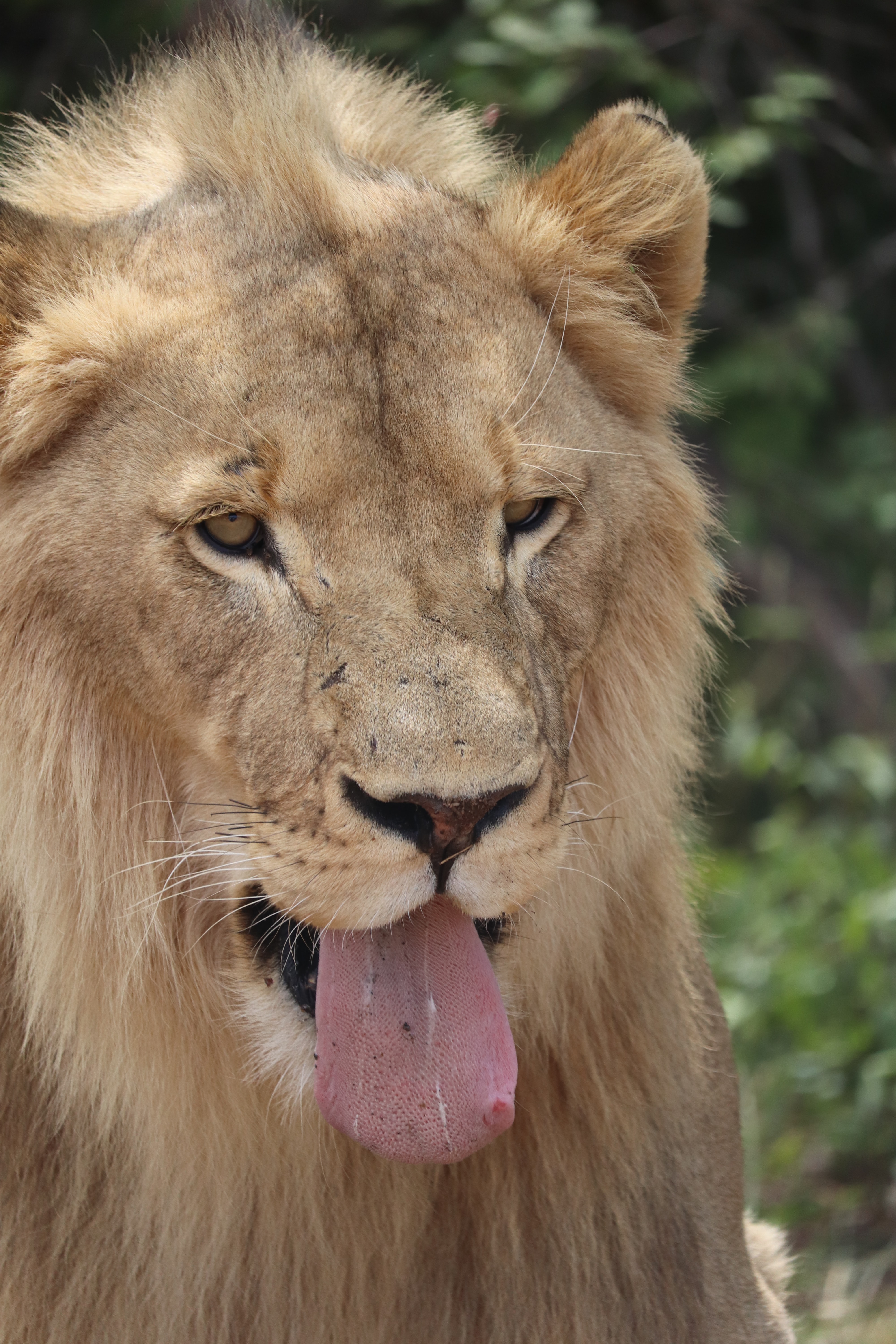 Preview for Lion-close-up-portrait-animal-background-c5215