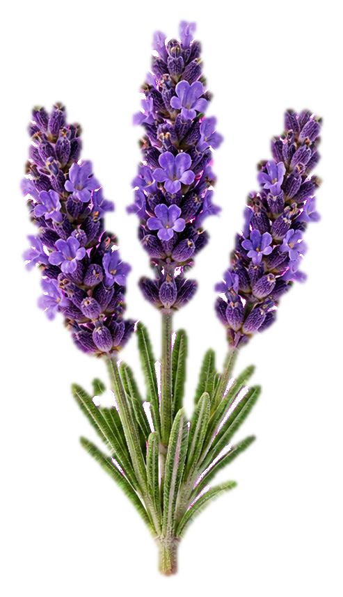 Preview for English Lavender Botanical Sprig Sticker