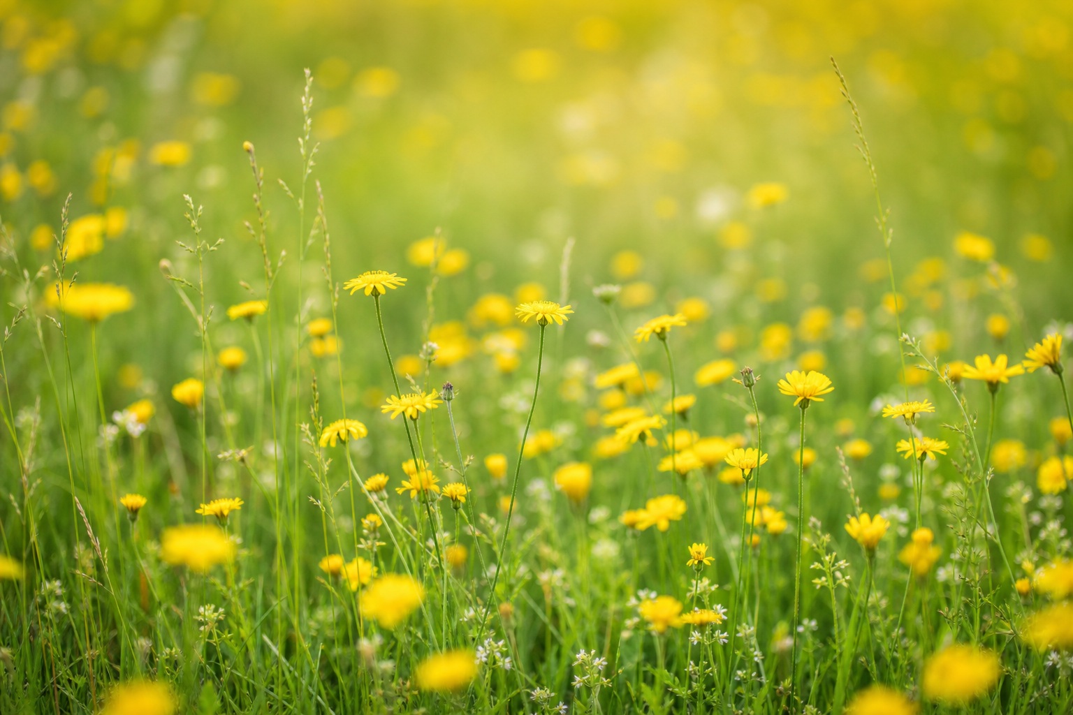 Preview for Wildflower Meadow Wash Background