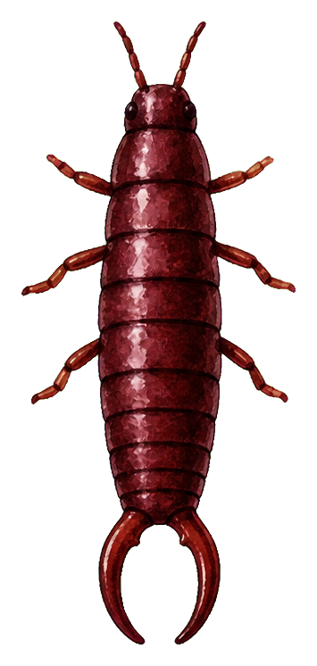Preview for Copper Earwig Sticker Graphic
