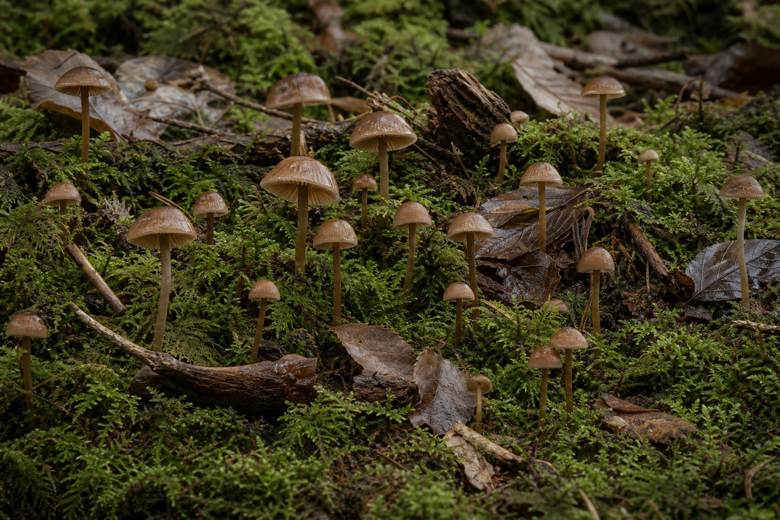 Small brown mushrooms growing on a mossy forest floor under soft overcast light.