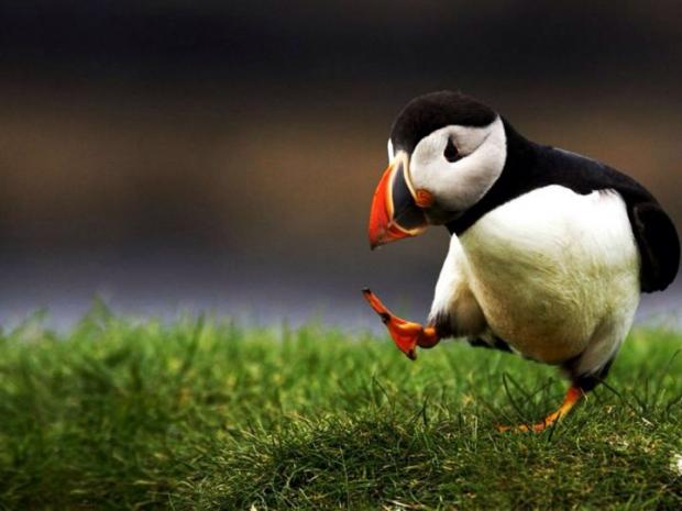 Preview for Puffin-on-grass-animal-meme-background-22124