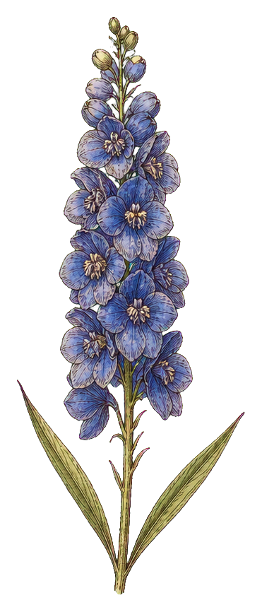 Preview for Blue Delphinium Botanical Sticker